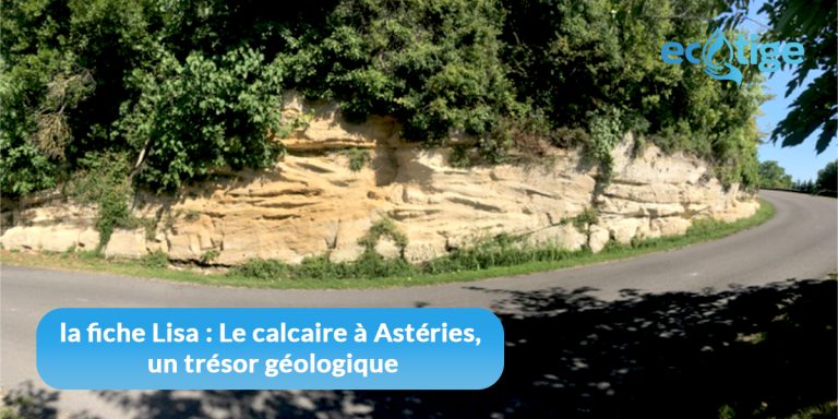 Découvrez la fiche Lisa : Le calcaire à Astéries, un trésor géologique