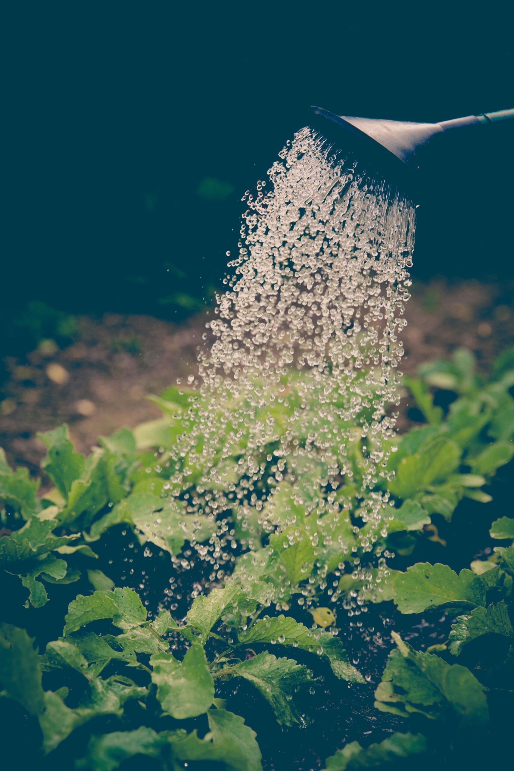 Arrosage de plantes avec de l'eau recyclée
